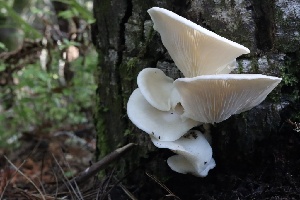  ( - HAY-F-007297)  @11 [ ] by-nc (2023) Taye Bright Fungal Diversity Survey