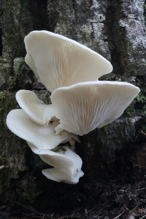  ( - HAY-F-007297)  @11 [ ] by-nc (2023) Taye Bright Fungal Diversity Survey