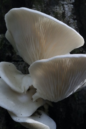  ( - HAY-F-007297)  @11 [ ] by-nc (2023) Taye Bright Fungal Diversity Survey