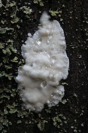 ( - HAY-F-007298)  @11 [ ] by-nc (2023) Taye Bright Fungal Diversity Survey