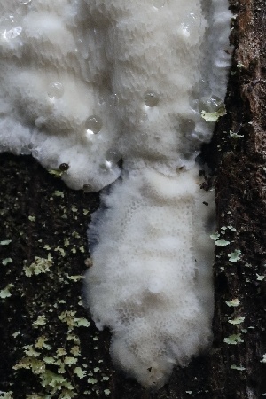  ( - HAY-F-007298)  @11 [ ] by-nc (2023) Taye Bright Fungal Diversity Survey