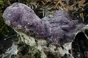  ( - HAY-F-007296)  @11 [ ] by-nc (2023) Taye Bright Fungal Diversity Survey