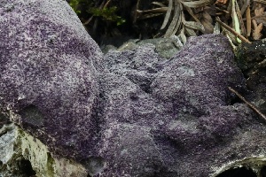  ( - HAY-F-007296)  @11 [ ] by-nc (2023) Taye Bright Fungal Diversity Survey