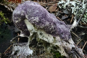  ( - HAY-F-007296)  @11 [ ] by-nc (2023) Taye Bright Fungal Diversity Survey