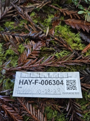  ( - HAY-F-006304)  @11 [ ] by (2023) Mandy Hackney Fungal Diversity Survey