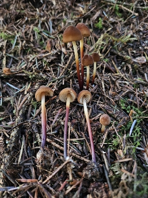  ( - HAY-F-006303)  @11 [ ] by (2023) Mandy Hackney Fungal Diversity Survey