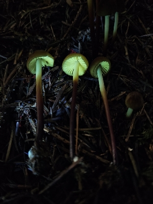  ( - HAY-F-006303)  @11 [ ] by (2023) Mandy Hackney Fungal Diversity Survey