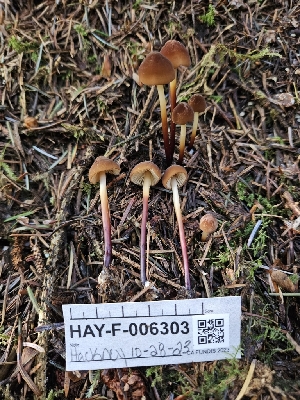  ( - HAY-F-006303)  @11 [ ] by (2023) Mandy Hackney Fungal Diversity Survey