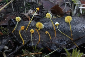  ( - HAY-F-007303)  @11 [ ] by-nc (2023) Taye Bright Fungal Diversity Survey