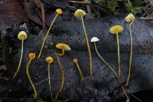  ( - HAY-F-007303)  @11 [ ] by-nc (2023) Taye Bright Fungal Diversity Survey