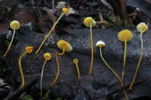  ( - HAY-F-007303)  @11 [ ] by-nc (2023) Taye Bright Fungal Diversity Survey