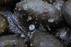  ( - HAY-F-007304)  @11 [ ] by-nc (2023) Taye Bright Fungal Diversity Survey