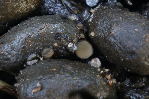  ( - HAY-F-007304)  @11 [ ] by-nc (2023) Taye Bright Fungal Diversity Survey