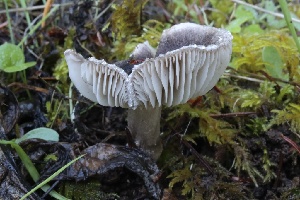  ( - HAY-F-007307)  @11 [ ] by-nc (2023) Taye Bright Fungal Diversity Survey