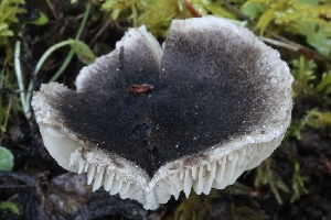  ( - HAY-F-007307)  @11 [ ] by-nc (2023) Taye Bright Fungal Diversity Survey