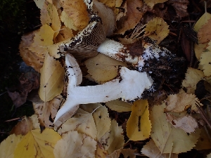  ( - HAY-F-003454)  @11 [ ] by-nc (2023) Sadie Hickey Fungal Diversity Survey
