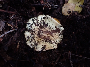  ( - HAY-F-003454)  @11 [ ] by-nc (2023) Sadie Hickey Fungal Diversity Survey