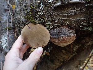  ( - HAY-F-003456)  @11 [ ] by-nc (2023) Sadie Hickey Fungal Diversity Survey
