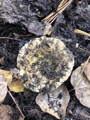  ( - HAY-F-007113)  @11 [ ] by-nc (2023) Dean Lyons Fungal Diversity Survey