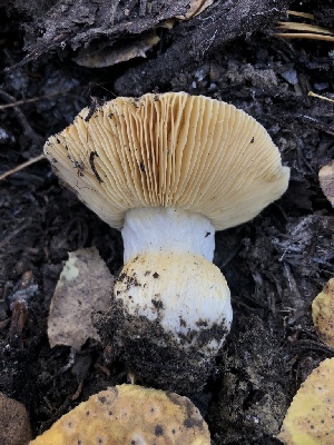  ( - HAY-F-007113)  @11 [ ] by-nc (2023) Dean Lyons Fungal Diversity Survey