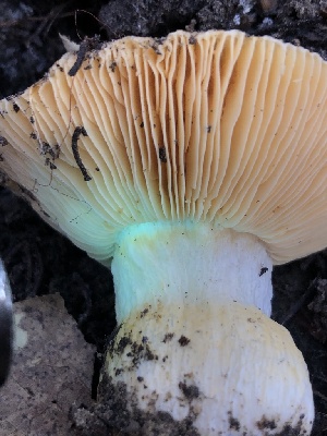  ( - HAY-F-007113)  @11 [ ] by-nc (2023) Dean Lyons Fungal Diversity Survey