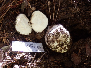  ( - HAY-F-004260)  @11 [ ] by-nc (2023) Jaren Hockert Fungal Diversity Survey