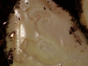  ( - HAY-F-004260)  @11 [ ] by-nc (2023) Jaren Hockert Fungal Diversity Survey