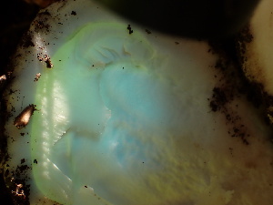  (Amanita calyptroderma - HAY-F-004260)  @11 [ ] by-nc (2023) Jaren Hockert Fungal Diversity Survey