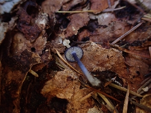  (Entoloma tjallingiorum - HAY-F-003464)  @11 [ ] by-nc (2023) Sadie Hickey Fungal Diversity Survey