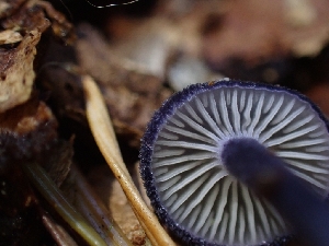  ( - HAY-F-003464)  @11 [ ] by-nc (2023) Sadie Hickey Fungal Diversity Survey
