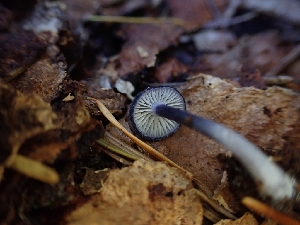  ( - HAY-F-003464)  @11 [ ] by-nc (2023) Sadie Hickey Fungal Diversity Survey