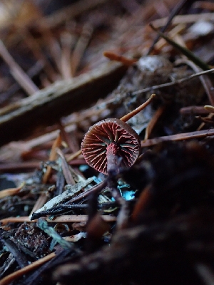  ( - HAY-F-003465)  @11 [ ] by-nc (2023) Sadie Hickey Fungal Diversity Survey