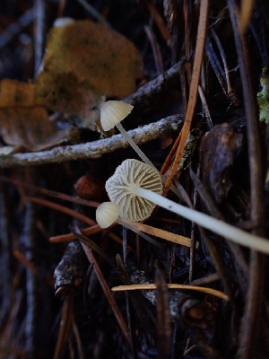  (Phloeomana sp. CA04 - HAY-F-003466)  @11 [ ] by-nc (2023) Sadie Hickey Fungal Diversity Survey