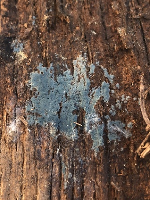  (Byssocorticiaceae - HAY-F-007114)  @11 [ ] by-nc (2023) Dean Lyons Fungal Diversity Survey
