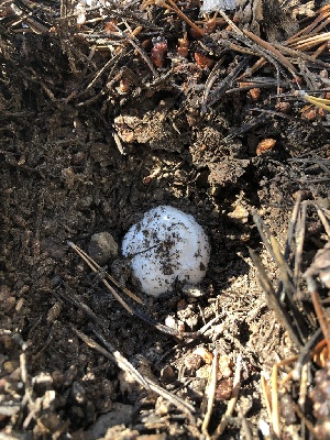  ( - HAY-F-007161)  @11 [ ] by-nc (2023) Dean Lyons Fungal Diversity Survey