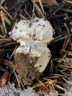  ( - HAY-F-007161)  @11 [ ] by-nc (2023) Dean Lyons Fungal Diversity Survey