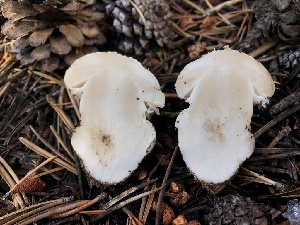  ( - HAY-F-007161)  @11 [ ] by-nc (2023) Dean Lyons Fungal Diversity Survey