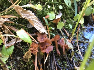  ( - HAY-F-007159)  @11 [ ] by-nc (2023) Dean Lyons Fungal Diversity Survey