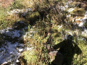  ( - HAY-F-007159)  @11 [ ] by-nc (2023) Dean Lyons Fungal Diversity Survey