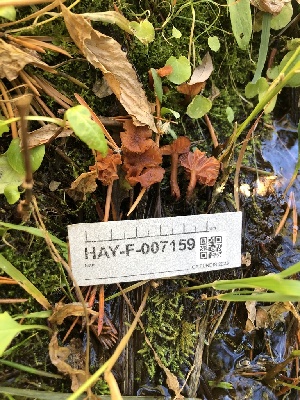  ( - HAY-F-007159)  @11 [ ] by-nc (2023) Dean Lyons Fungal Diversity Survey