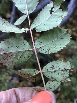  ( - HAY-F-007120)  @11 [ ] by-nc (2023) Dean Lyons Fungal Diversity Survey