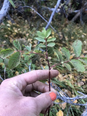  ( - HAY-F-007120)  @11 [ ] by-nc (2023) Dean Lyons Fungal Diversity Survey