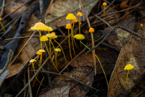  ( - HAY-F-007023)  @11 [ ] by-nc (2023) Dean Lyons Fungal Diversity Survey