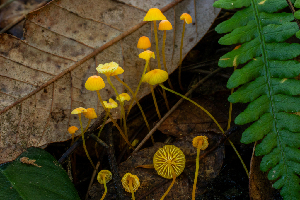  ( - HAY-F-007023)  @11 [ ] by-nc (2023) Dean Lyons Fungal Diversity Survey