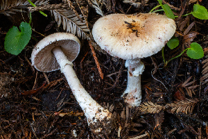  ( - HAY-F-007073)  @11 [ ] by-nc (2023) Dean Lyons Fungal Diversity Survey