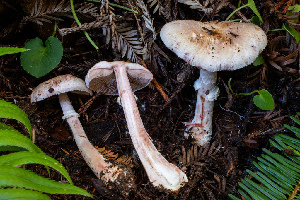  ( - HAY-F-007073)  @11 [ ] by-nc (2023) Dean Lyons Fungal Diversity Survey