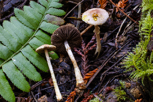  ( - HAY-F-007078)  @11 [ ] by-nc (2023) Dean Lyons Fungal Diversity Survey