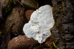  ( - HAY-F-007075)  @11 [ ] by-nc (2023) Dean Lyons Fungal Diversity Survey