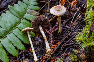 (Agaricus sp. diminutivus-PNW02 - HAY-F-007078)  @11 [ ] by-nc (2023) Dean Lyons Fungal Diversity Survey