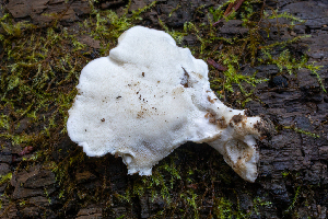  ( - HAY-F-007075)  @11 [ ] by-nc (2023) Dean Lyons Fungal Diversity Survey